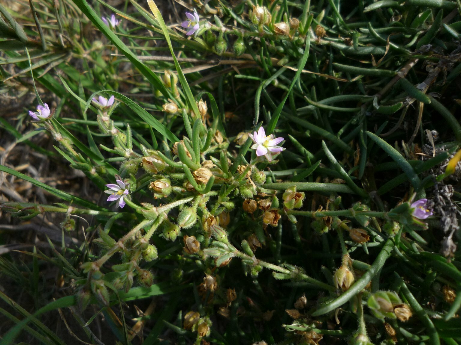 High Resolution Spergularia macrothea Plant